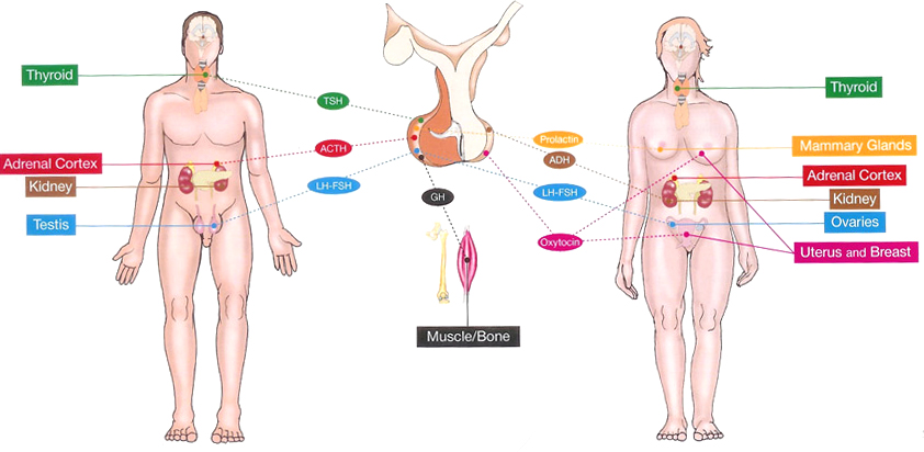 Acromegaly Anatomy